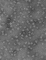 Purification of Recombinant Wild Type and Mutant Ryanodine Receptors Expressed in HEK293 Cells