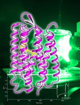 Ion Transport Activity Assay for Microbial Rhodopsin Expressed in Escherichia coli Cells