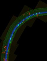 CRISPR-mediated Labeling of Cells in Chick Embryos Based on Selectively Expressed Genes