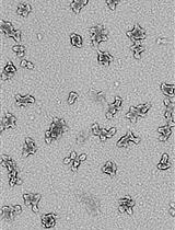 Efficient and Rapid Analysis of Polysomes and Ribosomal Subunits in Cells and Tissues Using Ribo Mega-SEC