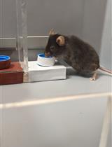 A Simple Spatial-independent Associative and Reversal Learning Task in Mice