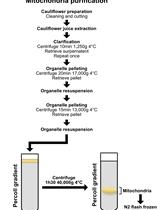 Purification and Cryo-electron Microscopy Analysis of Plant Mitochondrial Ribosomes