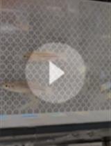 基于游泳的测定成年斑马鱼心肌病模型运动能力的方法