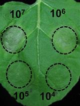 A Fast and Easy Method to Study <em>Ralstonia solanacearum</em> Virulence upon Transient Gene Expression or Gene Silencing in <em>Nicotiana benthamiana</em> Leaves