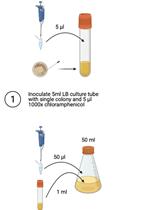 Monitoring Protein Splicing Using In-gel Fluorescence Immediately Following SDS-PAGE