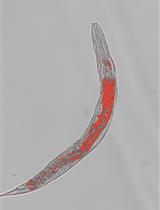 Oil Red O Staining for Lipid Content in Caenorhabditis elegans