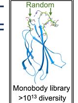 Construction of a Highly Diverse mRNA Library for in vitro Selection of Monobodies