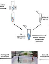 Neutral Comet Assay to Detect and Quantitate DNA Double-Strand Breaks in Hematopoietic Stem Cells