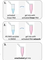 一种制备具有类似生物组织力学性能的聚丙烯酰胺凝胶的新方法  