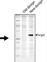 Implementing Novel Designs in pET Expression Plasmids that Increase Protein Production