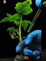 Tomato Stem Injection for the Precise Assessment of Ralstonia solanacearum Fitness in Planta