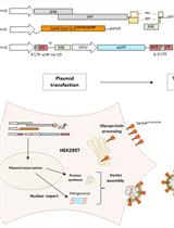 SARS-CoV-2刺突慢病毒伪型载体制备和滴定的优化方法