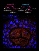 A Novel Method to Map Small RNAs with High Resolution
