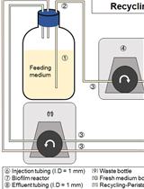 Development and Quantitation of <i>Pseudomonas aeruginosa</i>  Biofilms after <em>in vitro</em> Cultivation in Flow-reactors