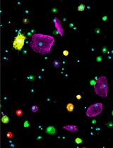 Preparation of Drosophila Larval Blood Cells for Single-cell RNA Sequencing