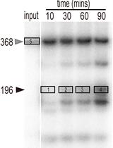 U2.3 Precursor Small Nuclear RNA in vitro Processing Assay