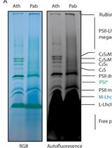 Solubilization Method for Isolation of Photosynthetic  Mega- and Super-complexes from Conifer Thylakoids
