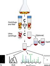 乳酸杆菌属膜囊泡中的分离和特性研究