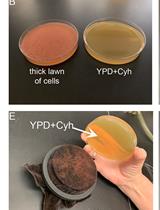 Cytoduction and Plasmiduction in Yeast