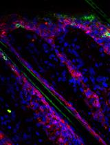 Isolation and Quantification of Mouse γδT-cells <em>in vitro</em> and <em>in vivo</em>