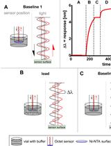 Kinetic Analysis of a Protein-protein Complex to Determine its Dissociation Constant (KD) and the Effective Concentration (EC50) of an Interplaying Effector Molecule Using Bio-layer Interferometry