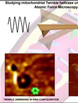 Using Atomic Force Microscopy to Study the Real Time Dynamics of DNA Unwinding by Mitochondrial Twinkle Helicase