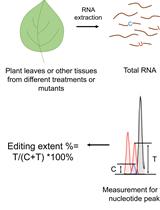 Quantitative Analysis of RNA Editing at Specific Sites in Plant Mitochondria or Chloroplasts Using DNA Sequencing