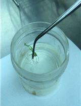 Agrobacterium-mediated Transformation of Japonica Rice Using Mature Embryos and Regenerated Transgenic Plants