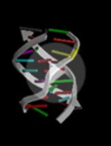 基于GAA/TTC三核苷酸重复序列构建DNA/RNA三链螺旋					