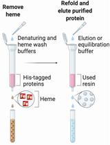 Methods for the Extraction of Heme Prosthetic Groups from Hemoproteins