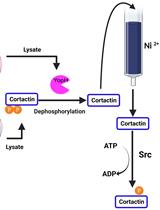 A Co-purification Method for Efficient Production and Src Kinase-mediated Phosphorylation of Aplysia Cortactin