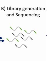 酵母RNA-seq表达分析方法	