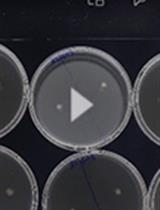 An Inexpensive Imaging Platform to Record and Quantitate Bacterial Swarming