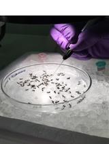 Intrathoracic Inoculation of Zika Virus in Aedes aegypti