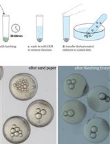 Inter-species Transplantation of Blastocysts between Medaka and Zebrafish