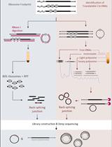 利用多聚体谱综合鉴定可翻译环状RNA