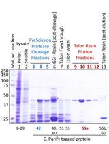 Assessing the in vitro Binding Specificity of Histone Modification Reader Proteins Using Histone Peptide Arrays