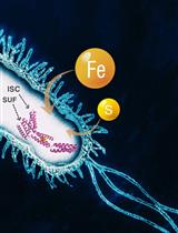 Anaerobic Expression and Purification of Holo-CCIS, an Artificial Iron-sulfur Protein