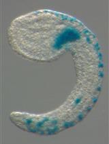 海鞘胚胎中DNA电穿孔的体内转录分析	