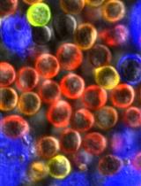 Calcium Imaging in T Lymphocytes: a Protocol for Use with Genetically Encoded or Chemical Ca2+ Indicators