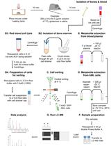 Analysis of Leukemia Cell Metabolism through Stable Isotope Tracing in Mice