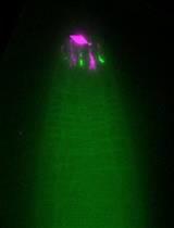 Fixation and Immunostaining of Endogenous Proteins or Post-translational Modifications in <em>Caenorhabditis elegans</em>