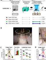 Protocols to Induce, Prevent, and Treat Post-traumatic Stress Disorder-like Memory in Mice: Optogenetics and Behavioral Approaches