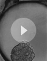 间充质体的结构和功能图谱