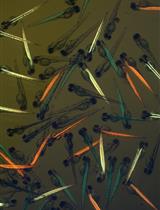 Proximity Dependent Biotin Labelling in Zebrafish for Proteome and Interactome Profiling