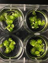 Dark Respiration Measurement from Arabidopsis Shoots