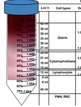 Isolation of Primary Cytotrophoblasts From Human Placenta at Term
