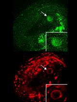 Simultaneous Monitoring Cytoplasmic Calcium Ion and Cell Surface Phosphatidylserine in the Necrotic Touch Neurons of Caenorhabditis elegans