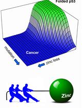 Urea Denaturation, Zinc Binding, and DNA Binding Assays of Mutant p53 DNA-binding Domains and Full-length Proteins