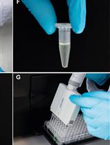 High Throughput Analyses of Ascorbate-turnover Enzyme Activities in Rice (<em>Oryza sativa</em> L.) Seedlings